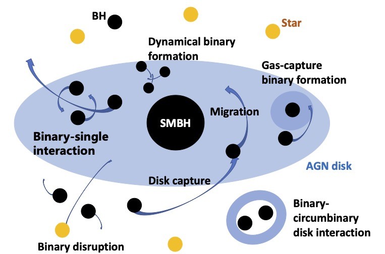 Schematic diagram illustrating the mechanisms affecting the black hole population and driving binary formation and evolution in the accretion disks of Active Galactic Nuclei (from Tagawa, Haiman, and Kocsis 2020).  The "AGN" channel for creating the binary black hole mergers detected by LIGO has been in part developed at Columbia. Image from Tagawa et al. 2020, ApJ, 898, 25 